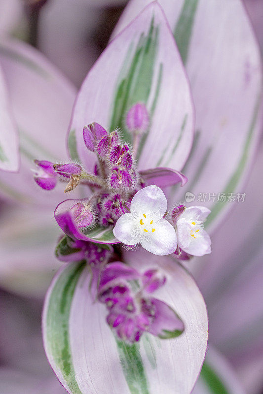 杂色蜘蛛草的近照，Tradescantia fluminensis